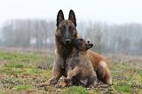 MALINOIS 874